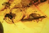 Detailed Fossil Spider (Aranea) In Baltic Amber #90863-1
